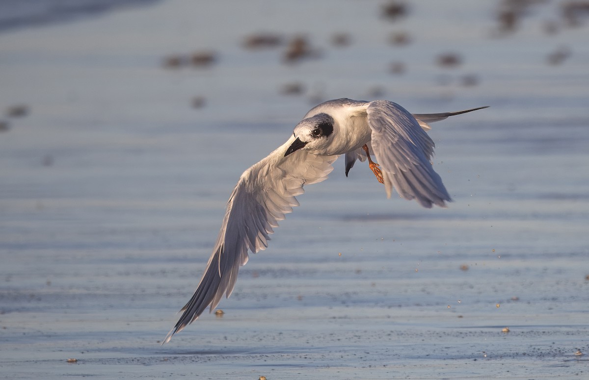 Forster's Tern - ML645684523