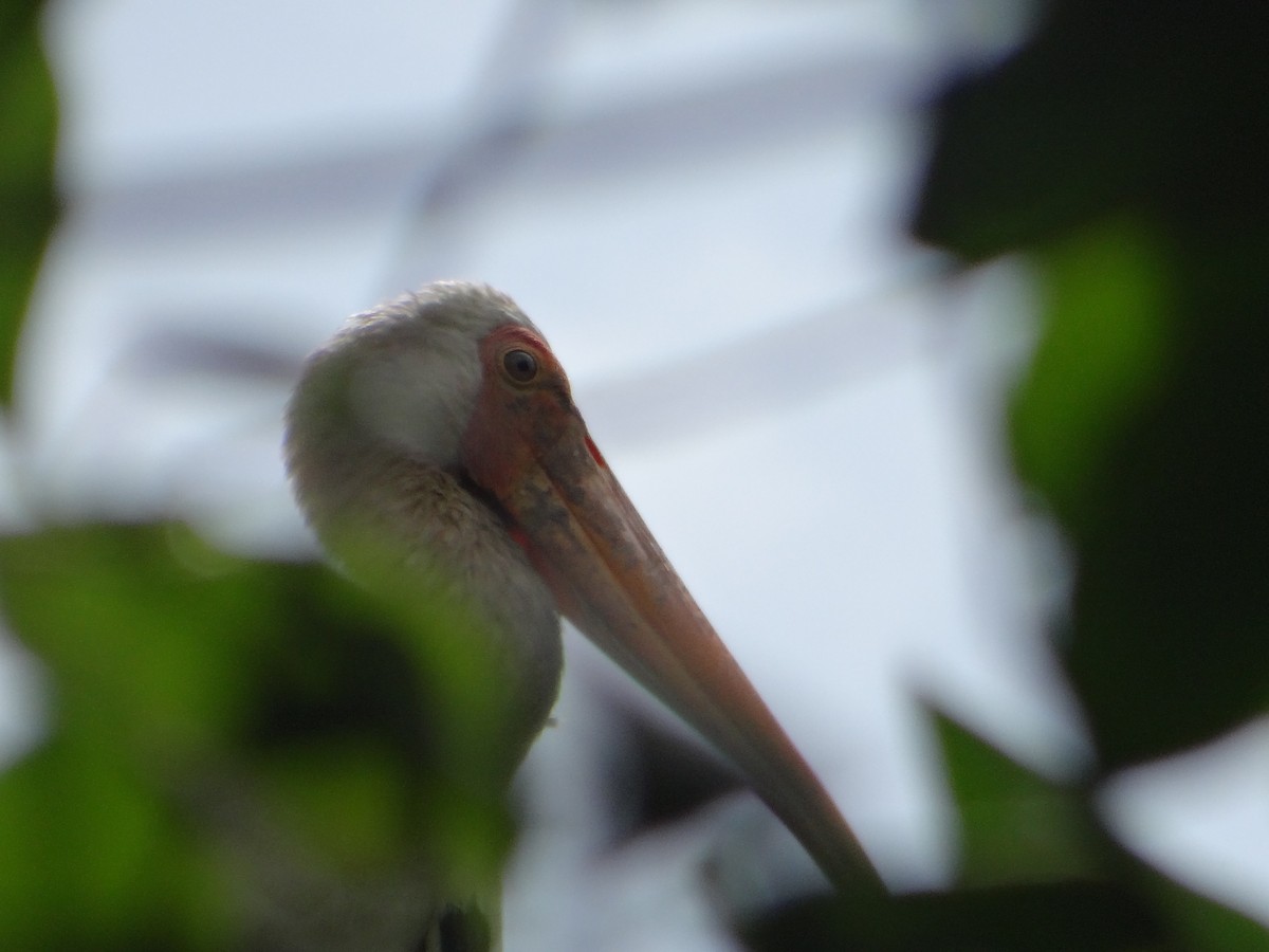 Milky Stork - ML645684556