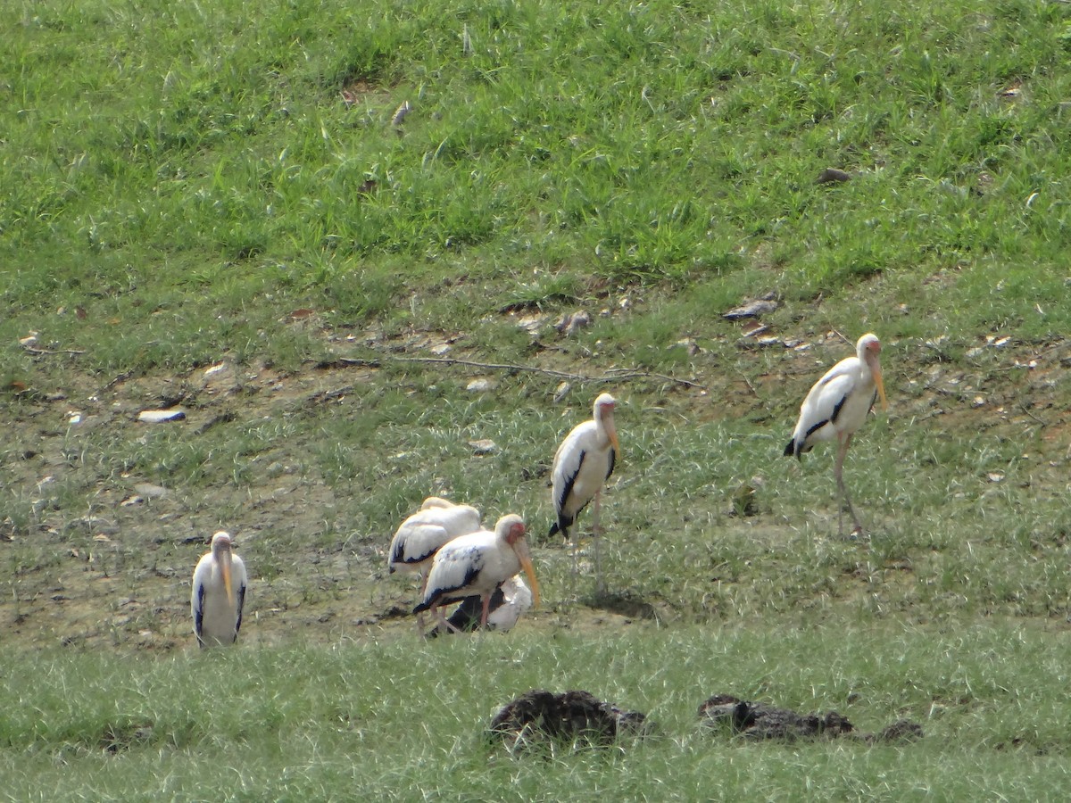 Milky Stork - ML645684557