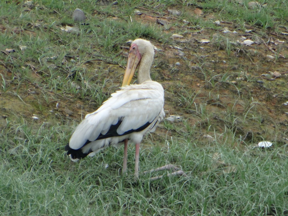 Milky Stork - ML645684558