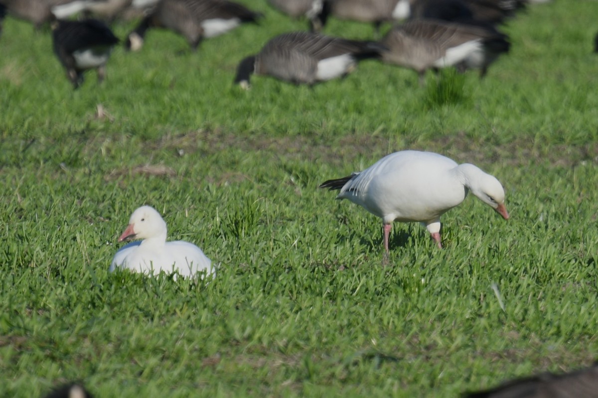 Snow Goose - ML645684591