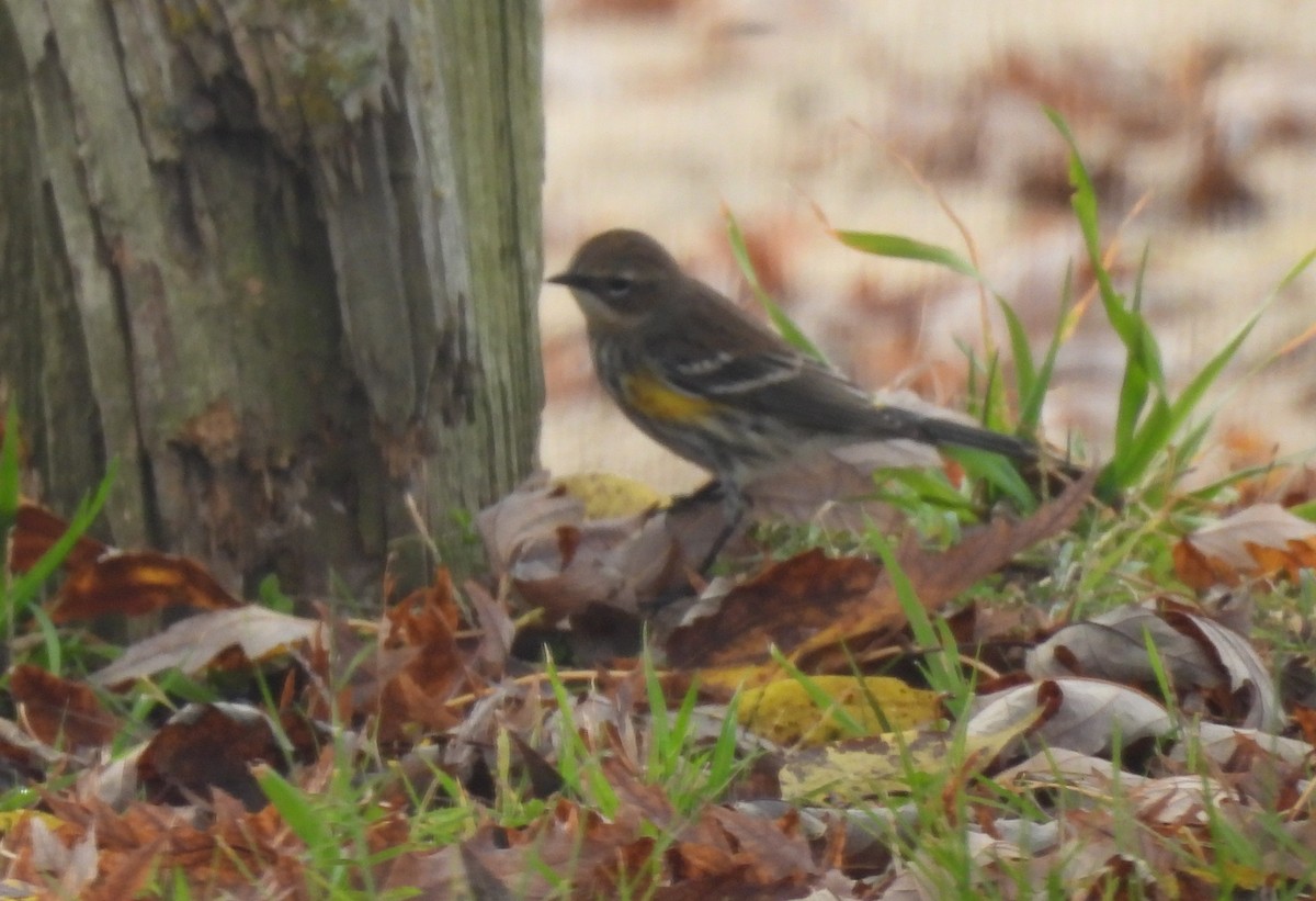 Yellow-rumped Warbler - ML645684592
