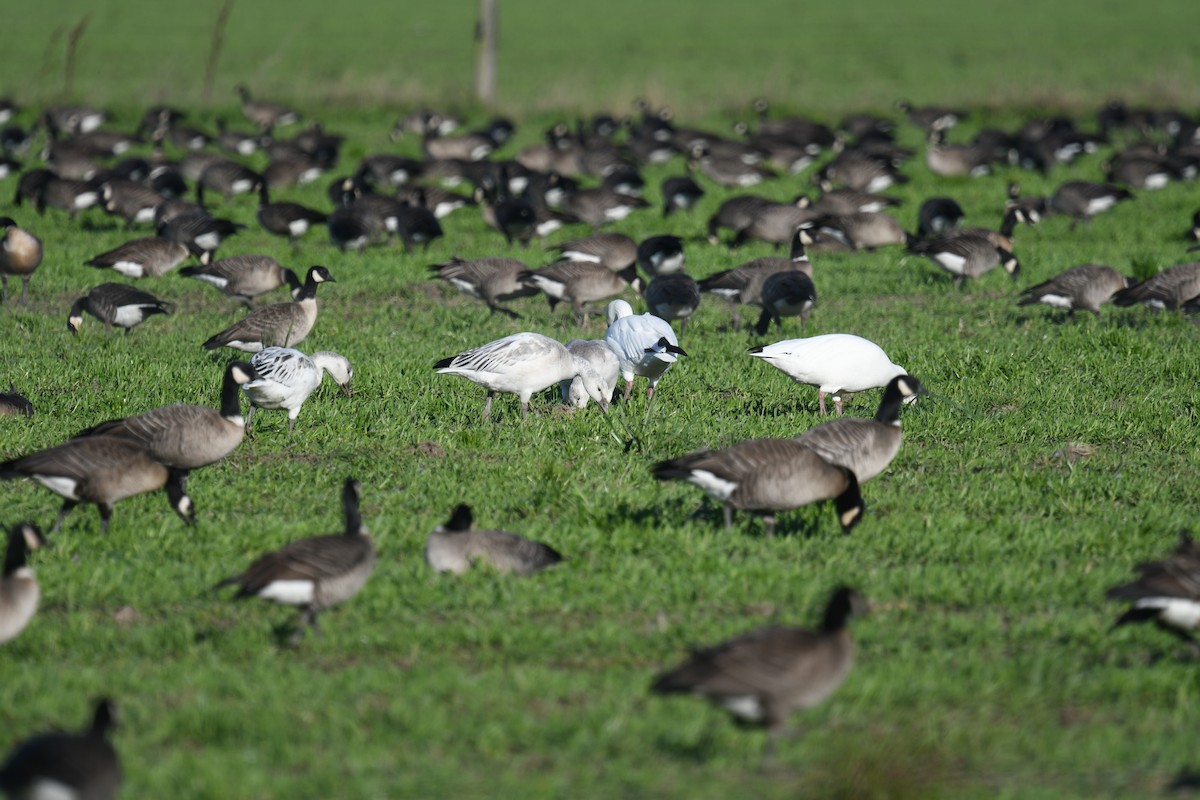 Snow Goose - ML645684593