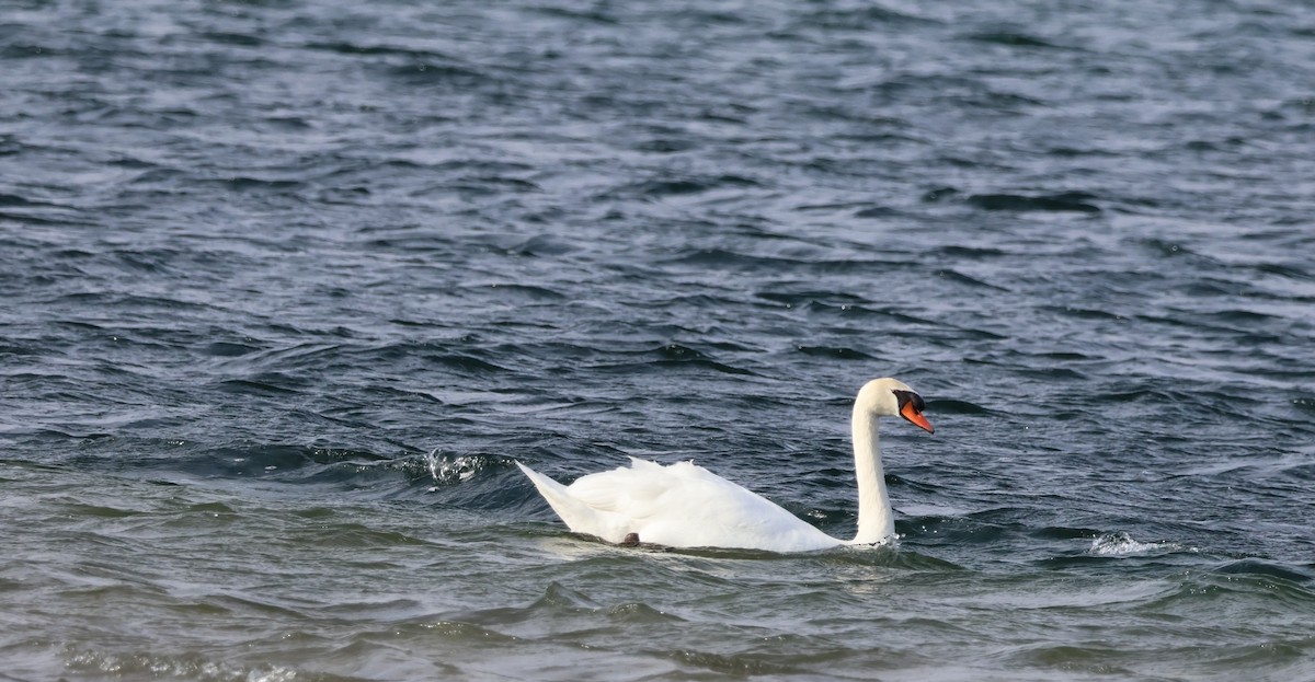 Mute Swan - ML645684597