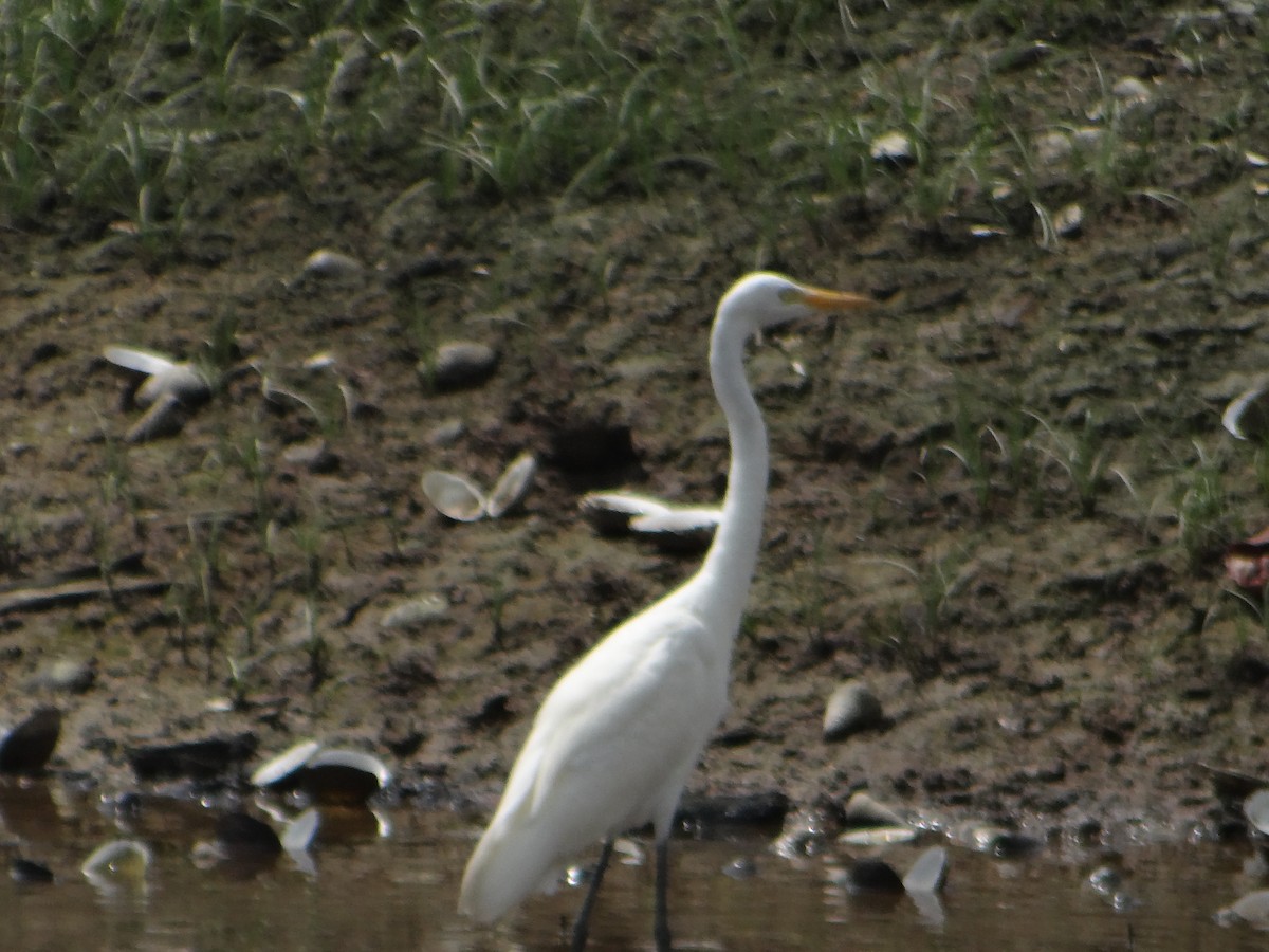 Great Egret - ML645684610