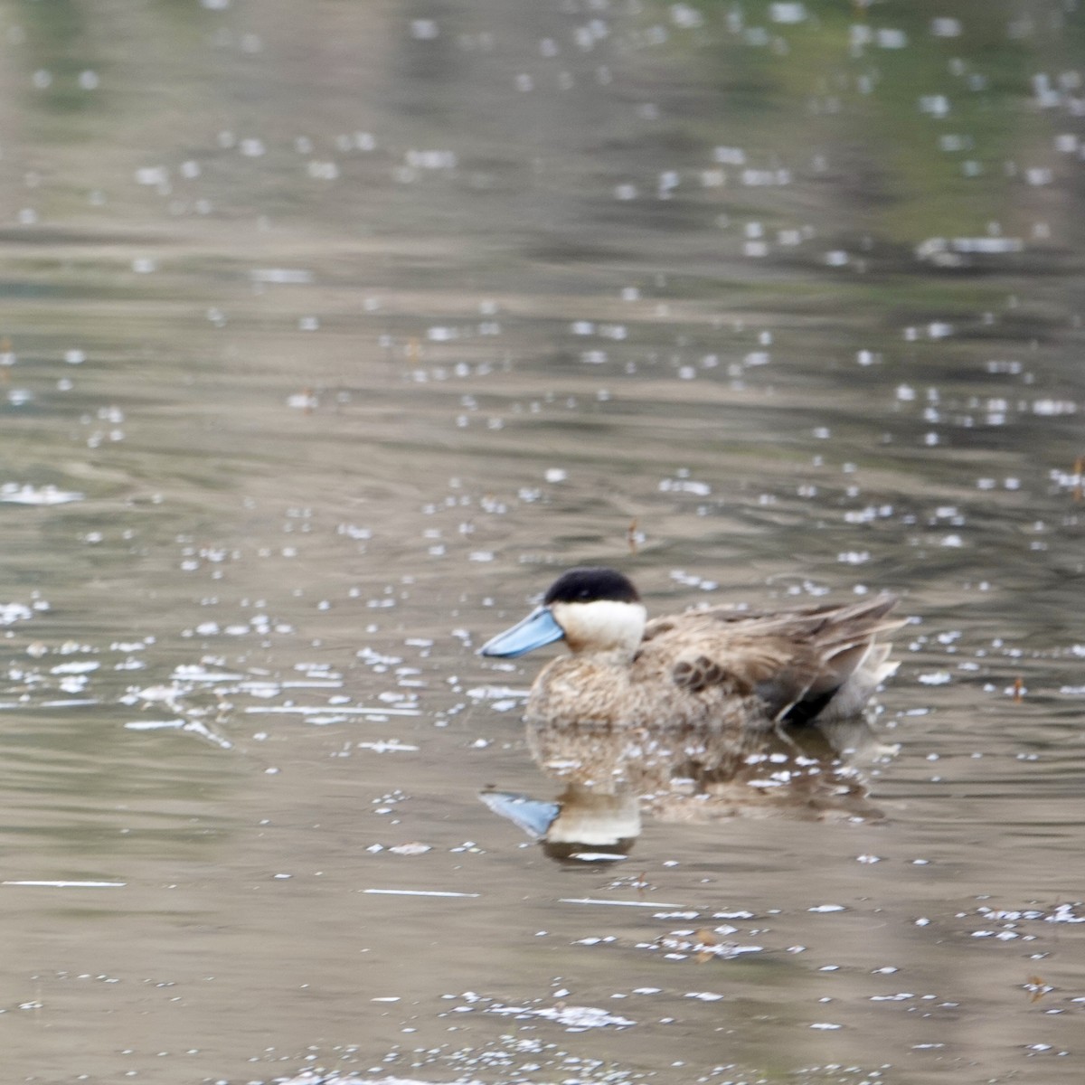 Puna Teal - ML645684613