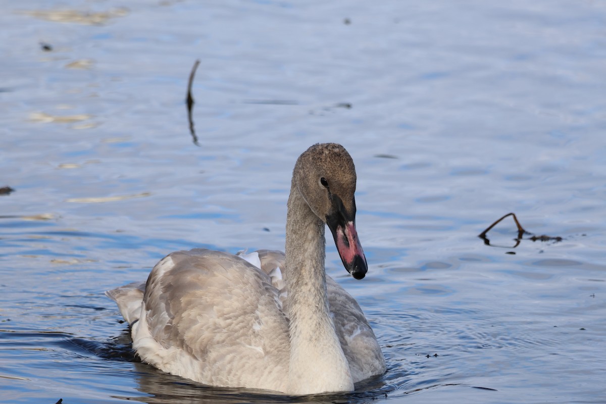 Trumpeter Swan - ML645684616