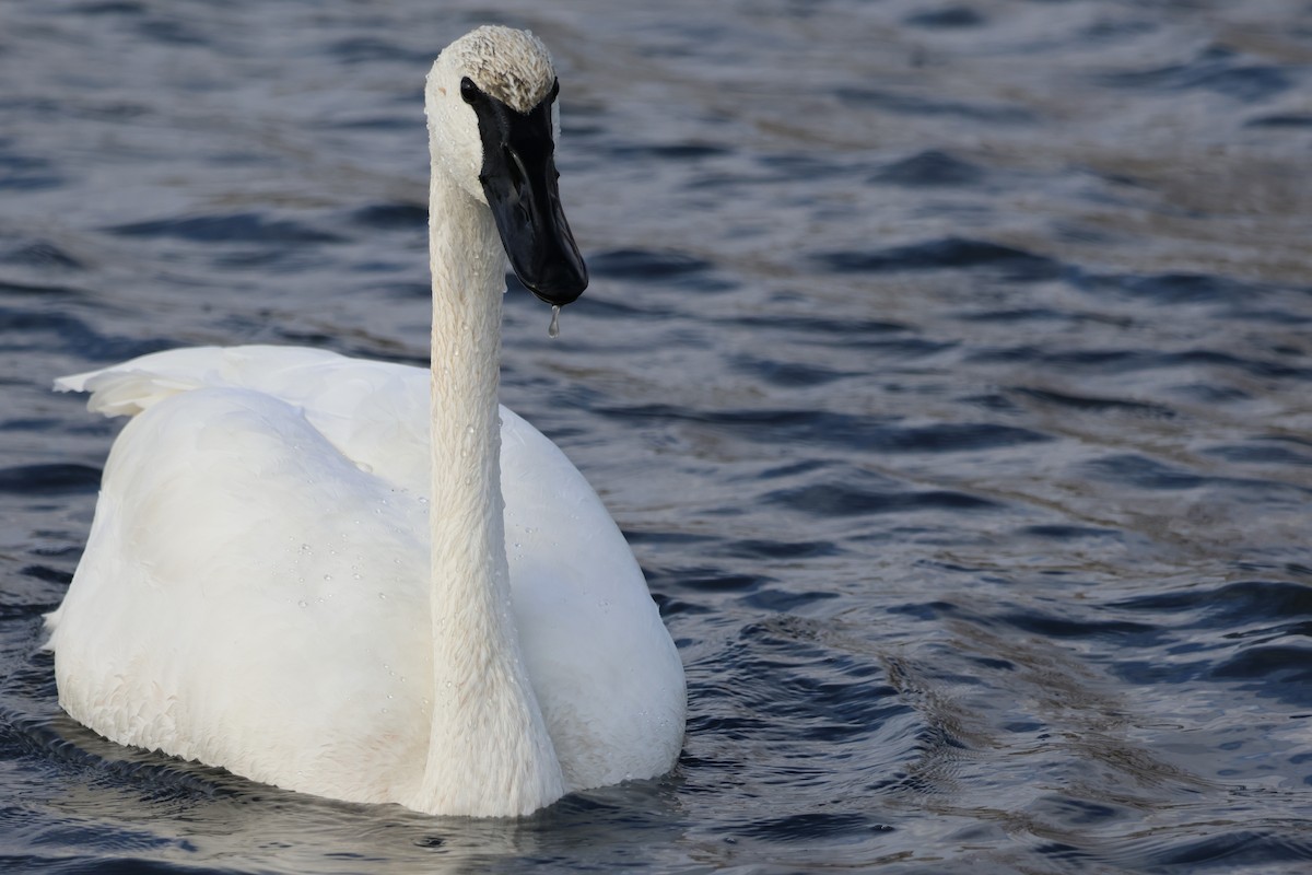 Trumpeter Swan - ML645684617