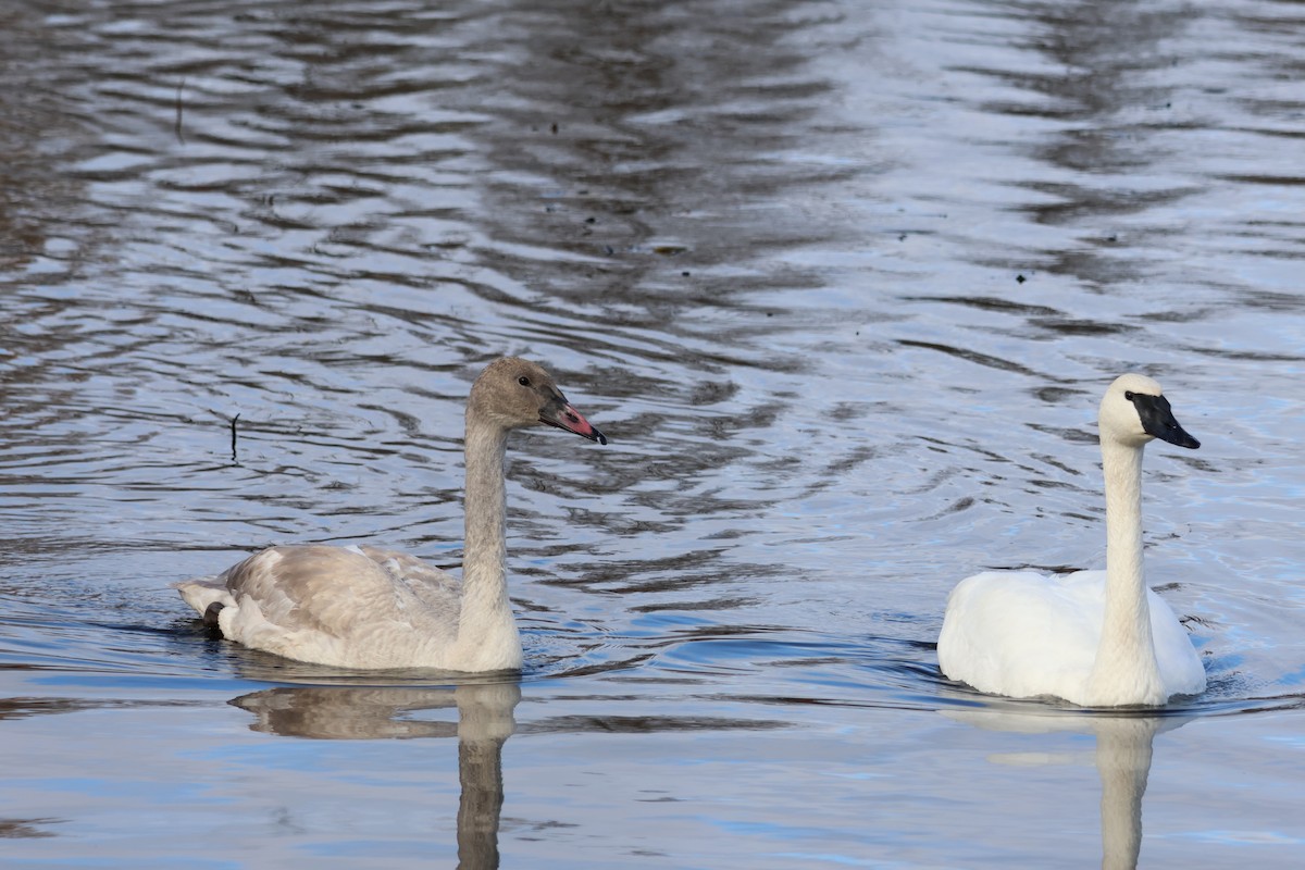 Trumpeter Swan - ML645684618