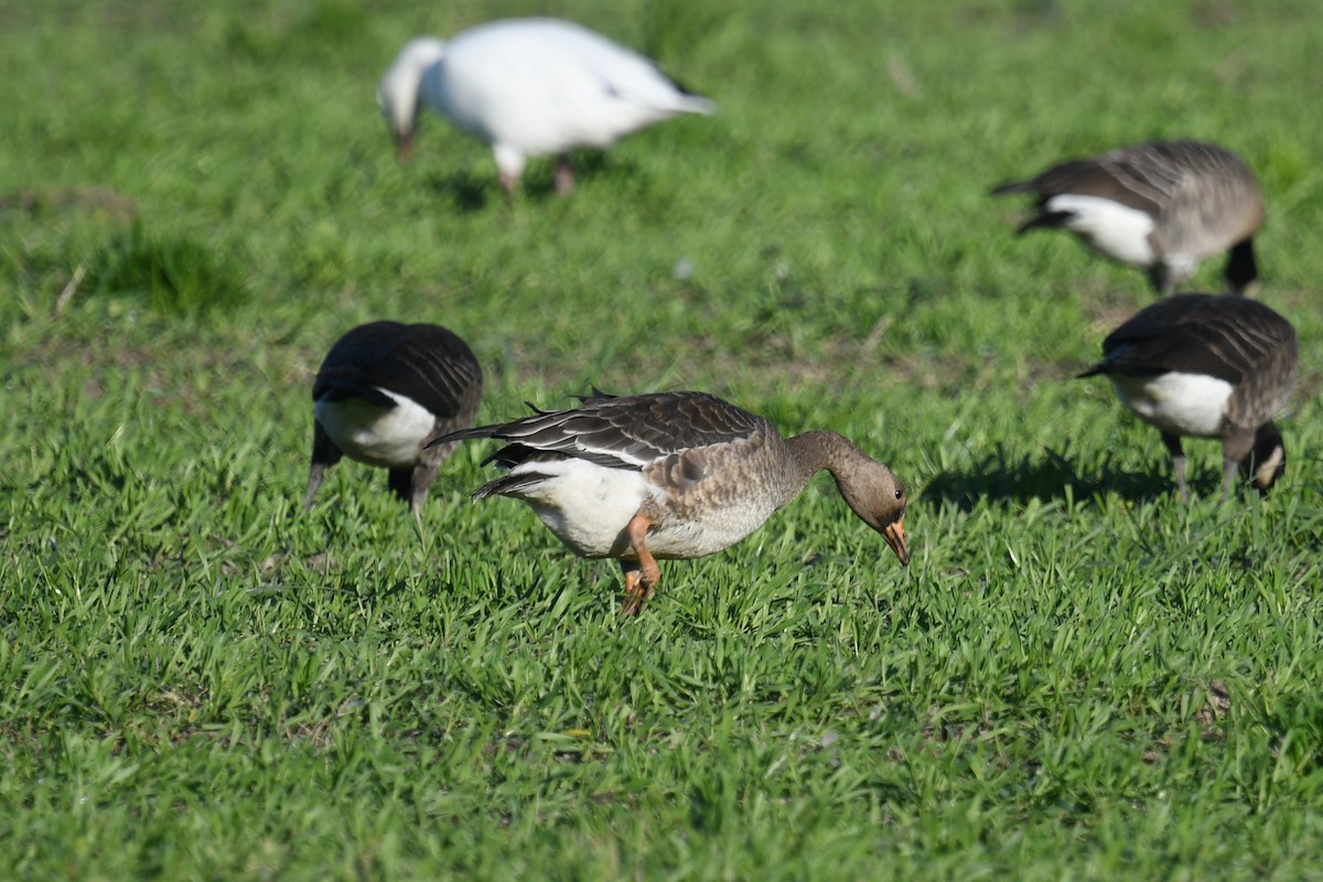 Greater White-fronted Goose - ML645684620