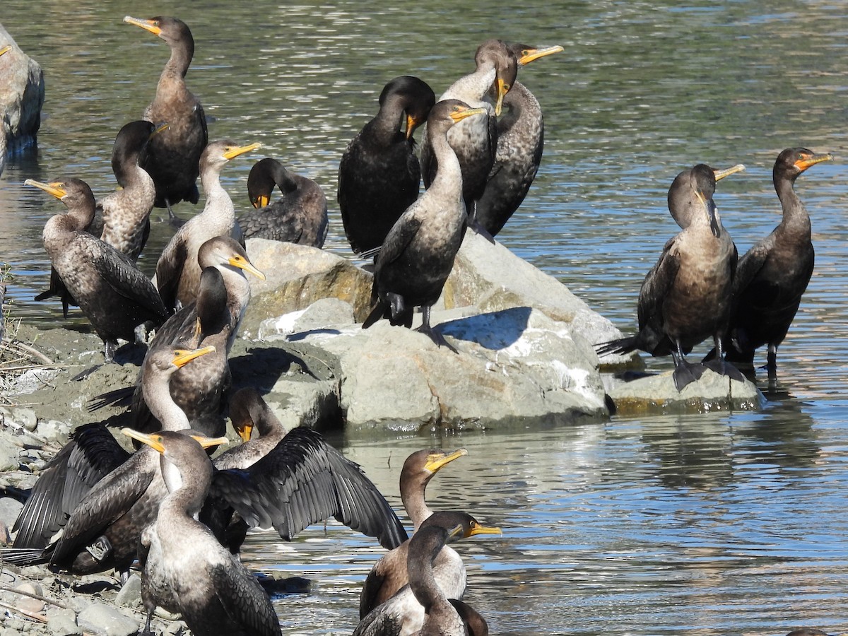 Double-crested Cormorant - ML645684633
