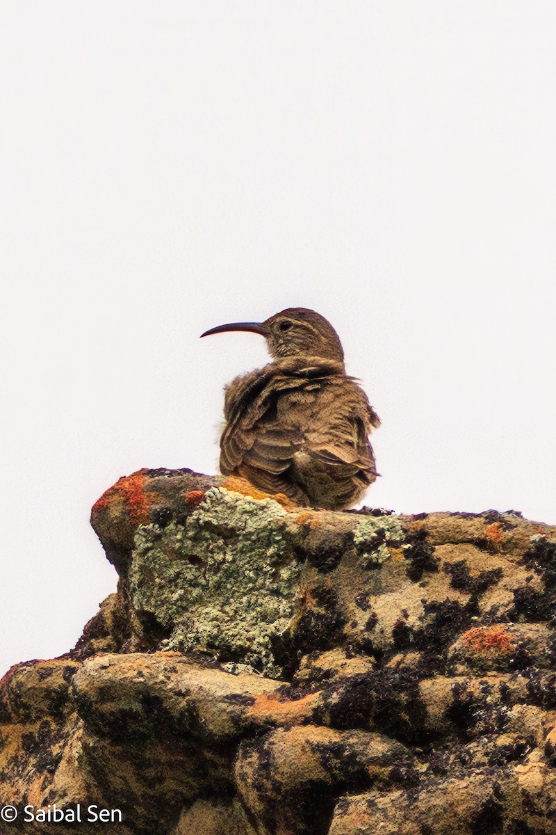 Scale-throated Earthcreeper - ML645684634