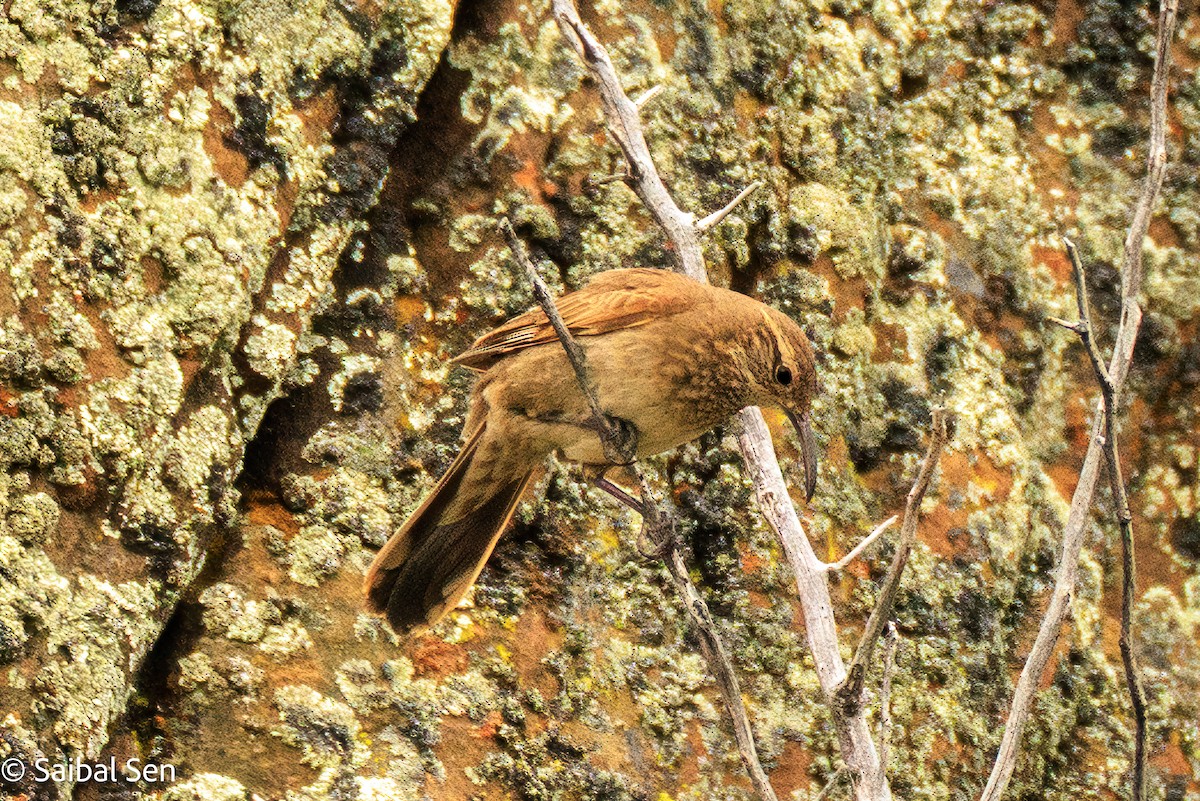 Scale-throated Earthcreeper - ML645684635