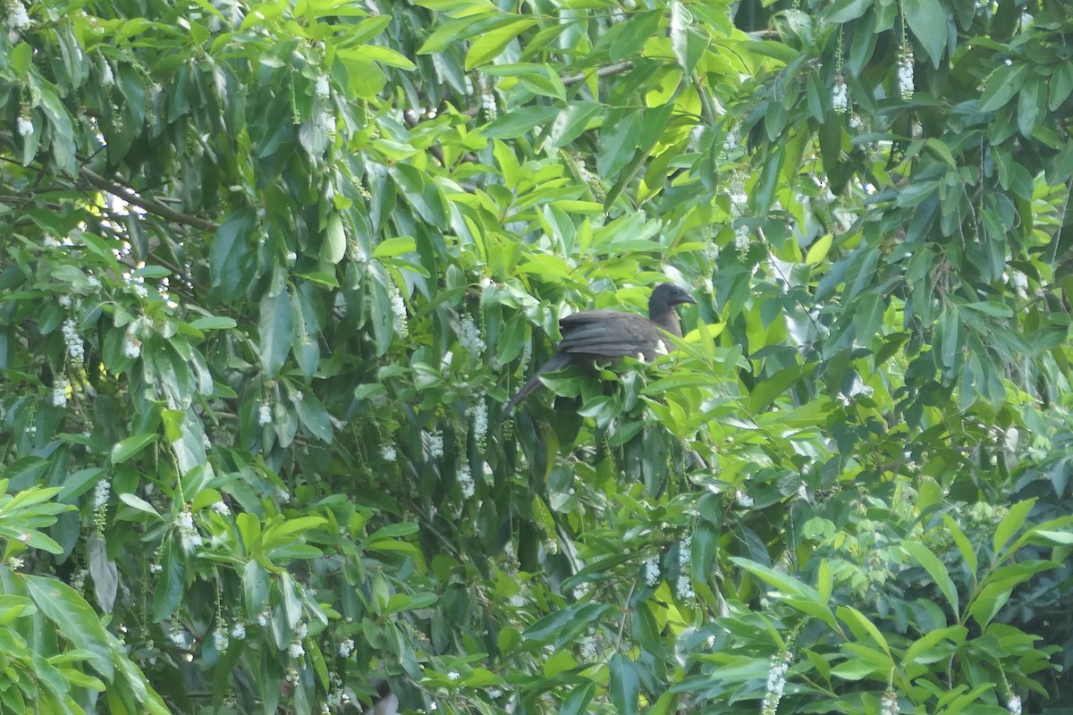 Чачалака рудогуза - ML645684636