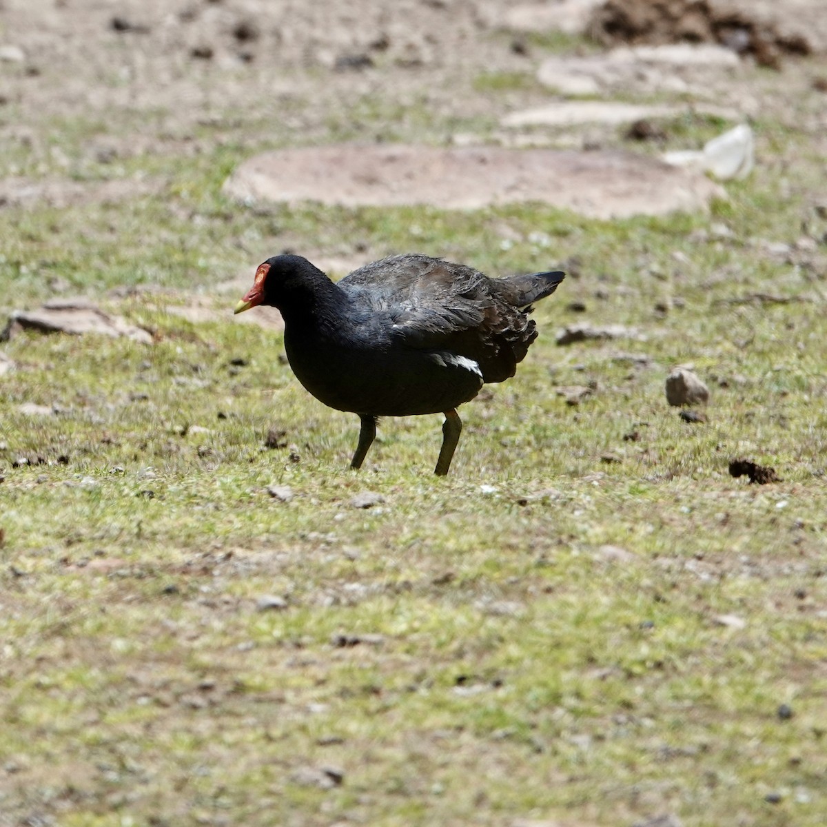 Gallinule d'Amérique - ML645684638