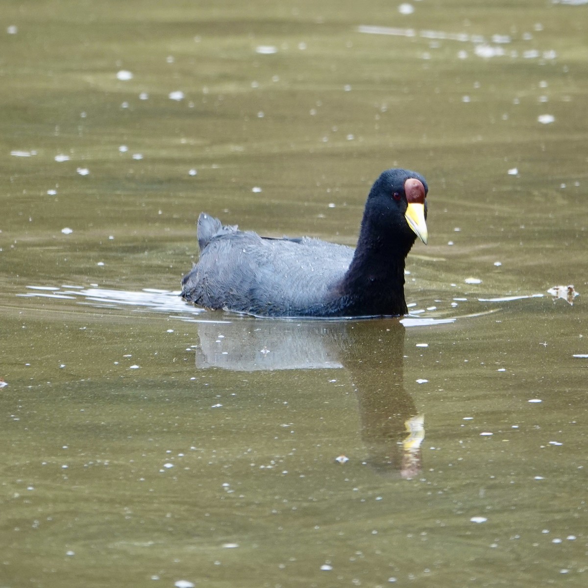 Slate-colored Coot - ML645684642