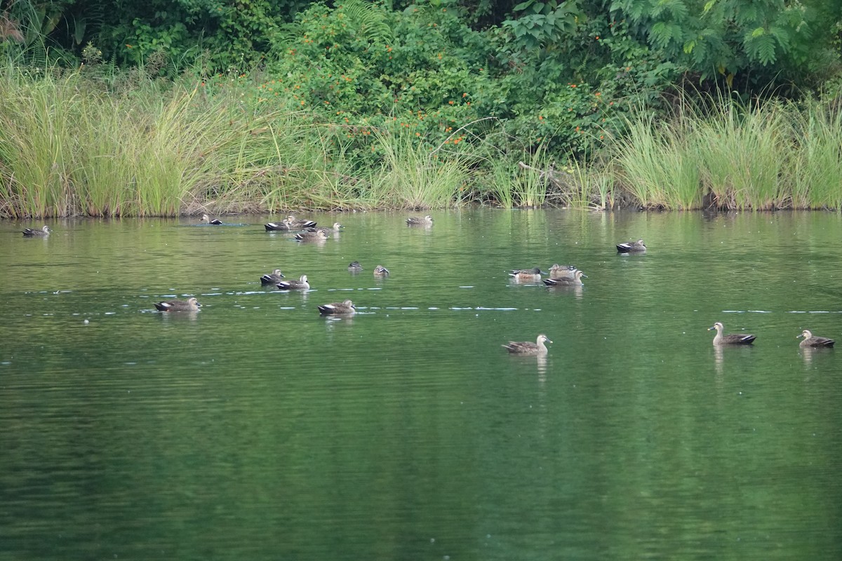 Northern Shoveler - ML645684644