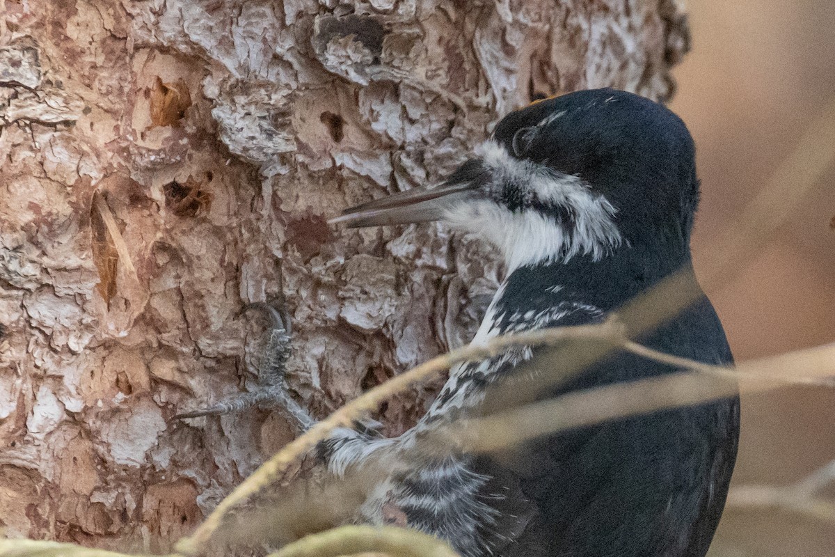 Black-backed Woodpecker - ML645684647