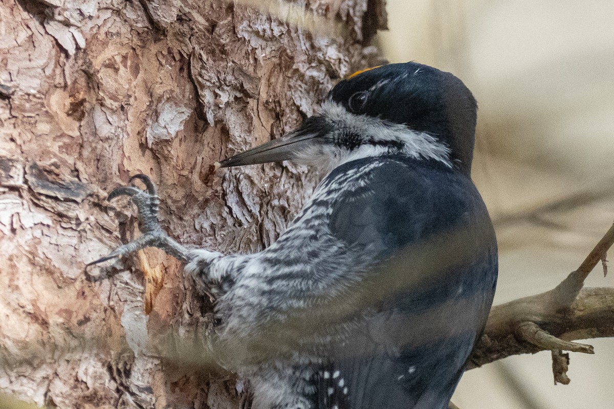 Black-backed Woodpecker - ML645684648
