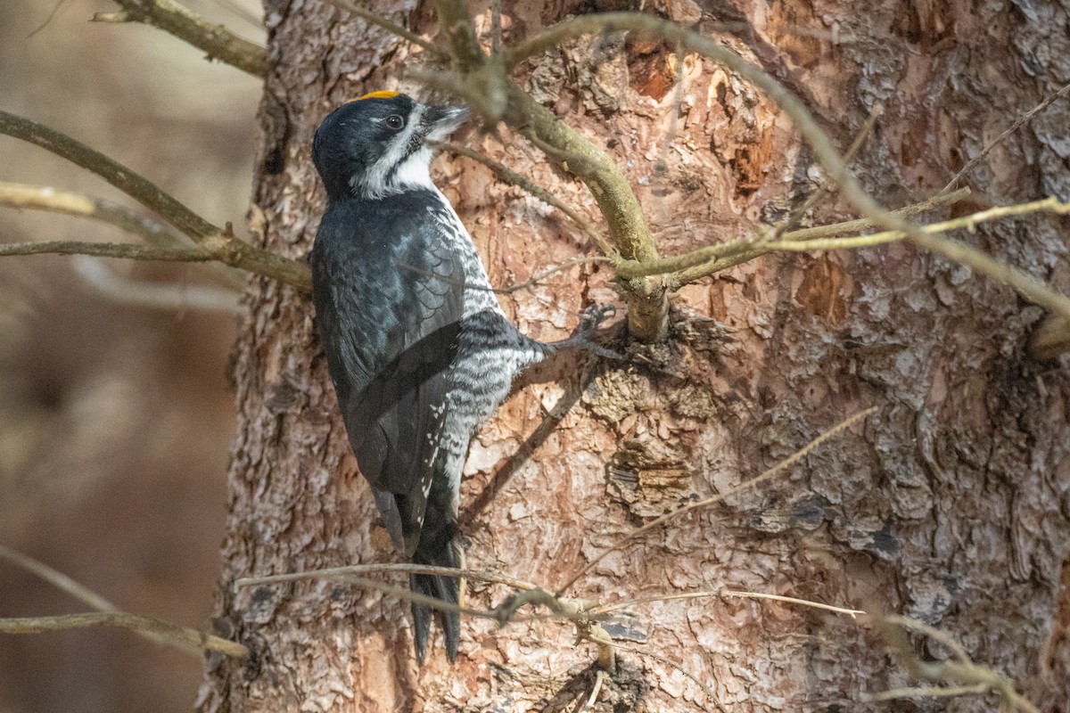 Black-backed Woodpecker - ML645684650