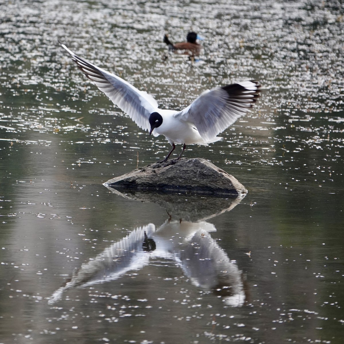 Andean Gull - ML645684652