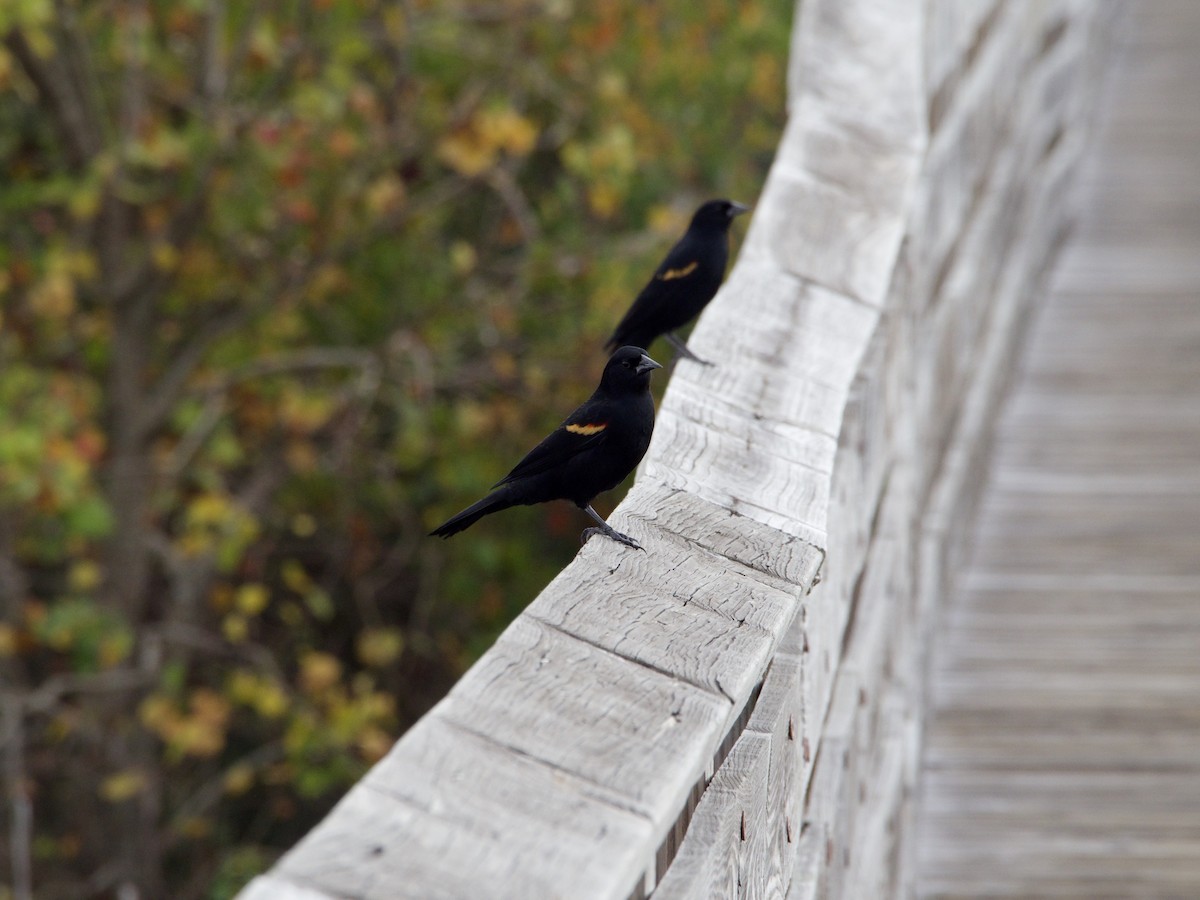 Red-winged Blackbird - ML645684654