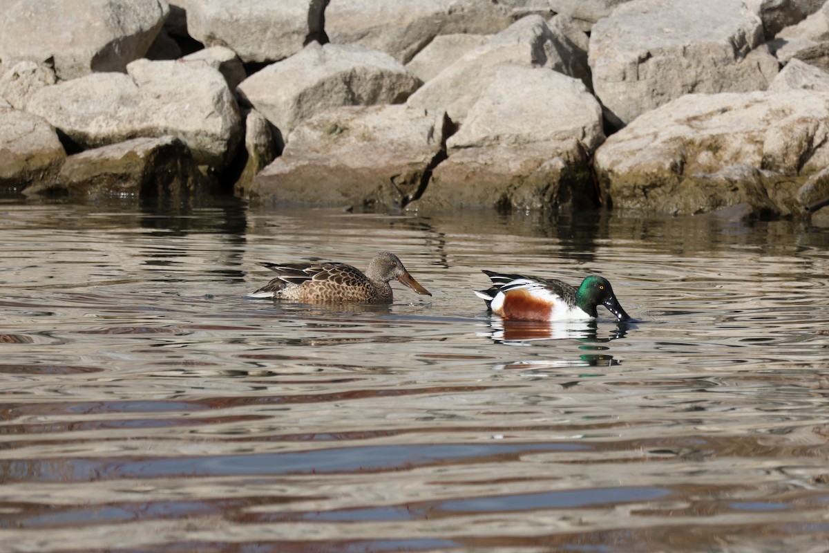 Northern Shoveler - ML645684658