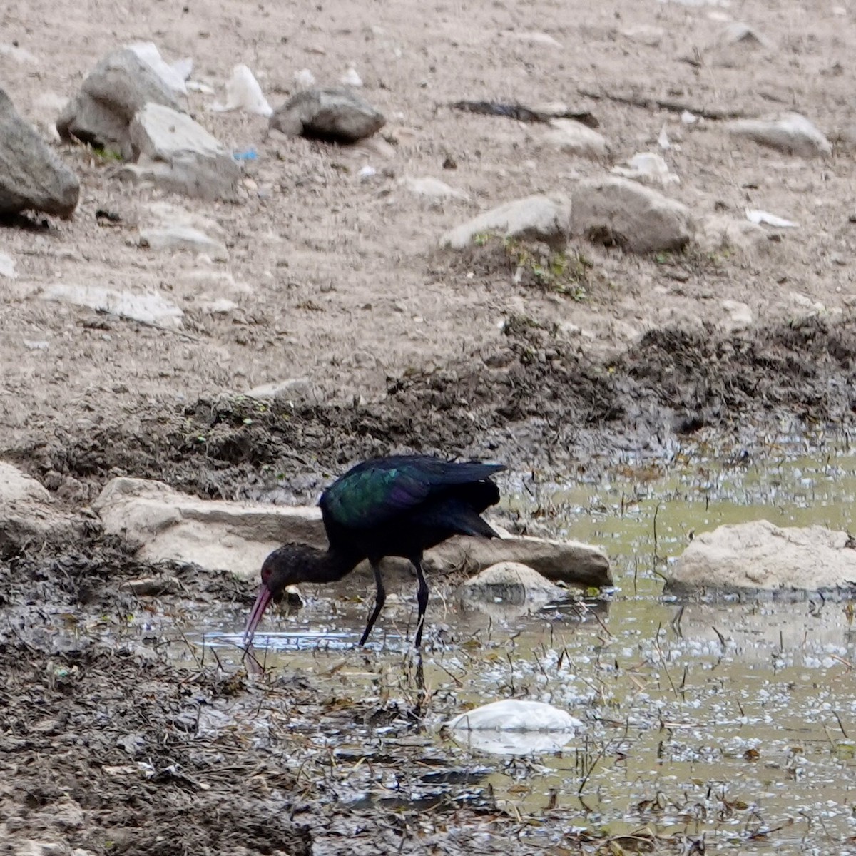 Puna Ibis - ML645684669