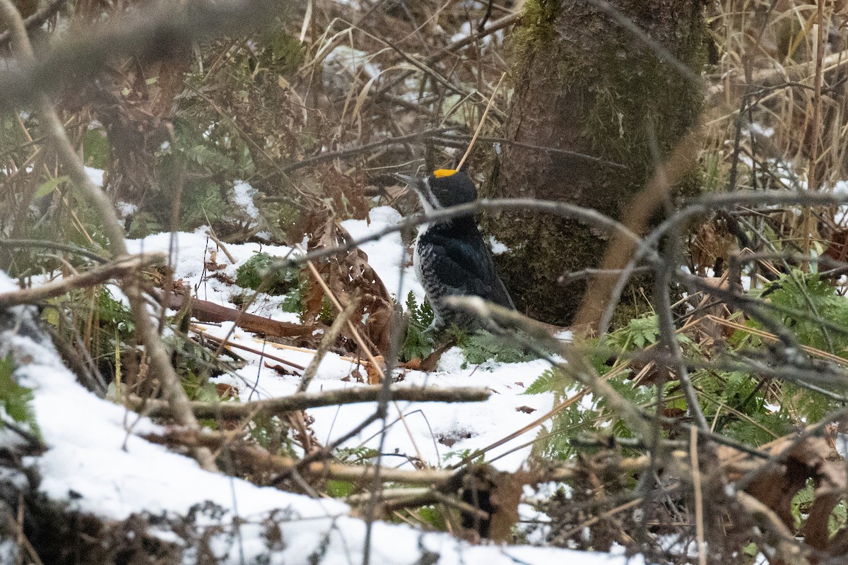 Black-backed Woodpecker - ML645684670