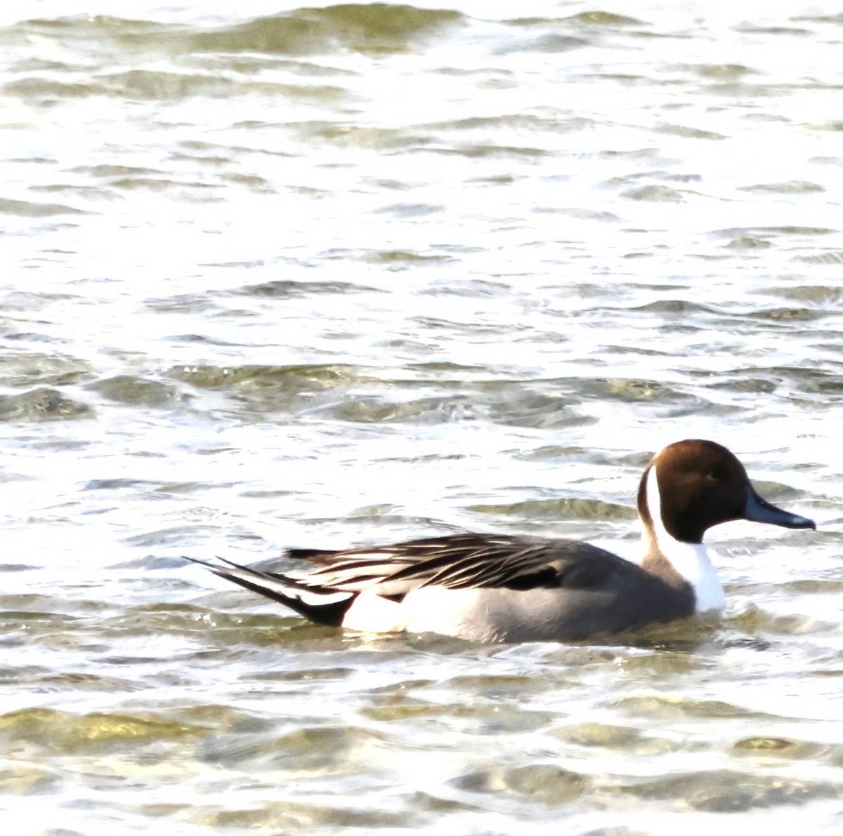 Northern Pintail - ML645684671