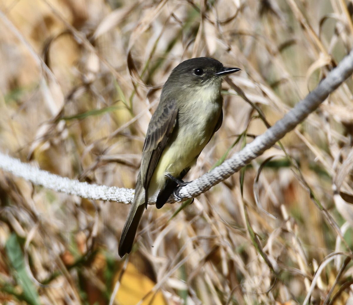 Eastern Phoebe - ML645684673