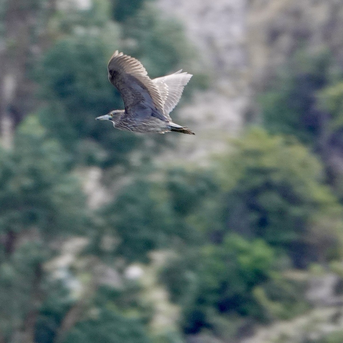 Black-crowned Night Heron - ML645684683