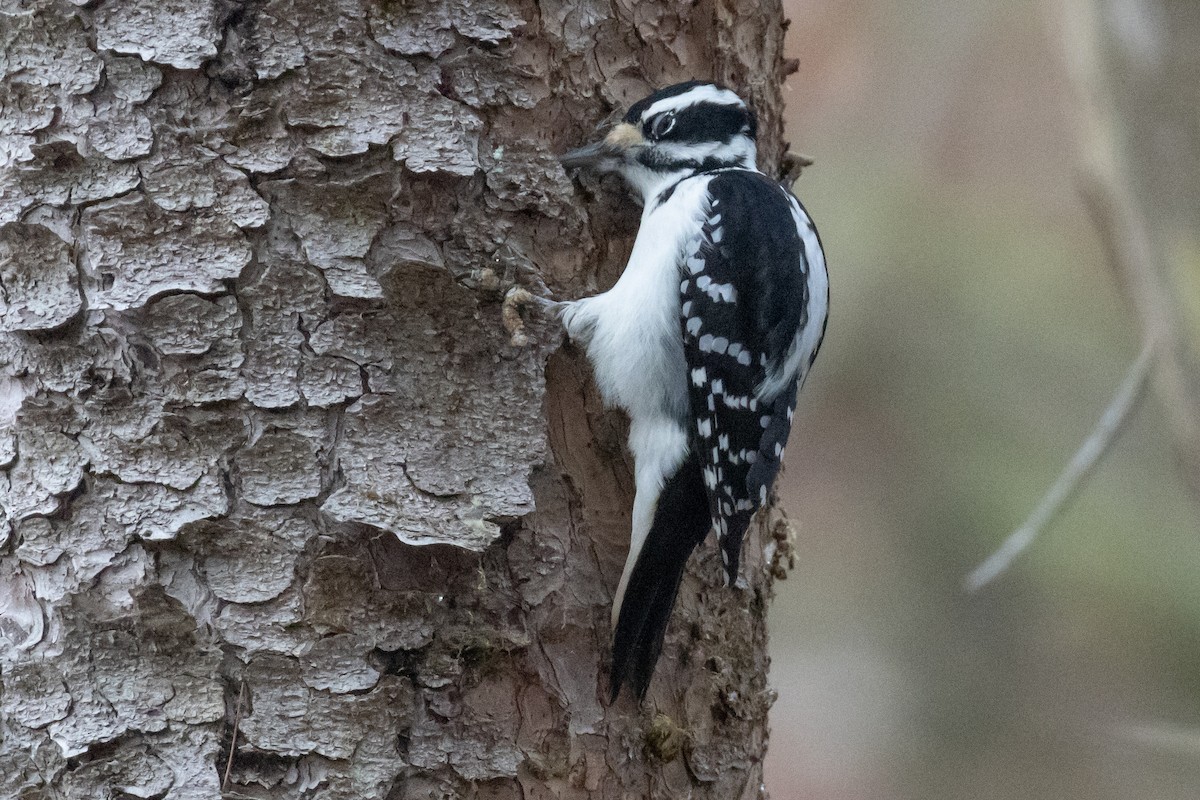 Hairy Woodpecker - ML645684687