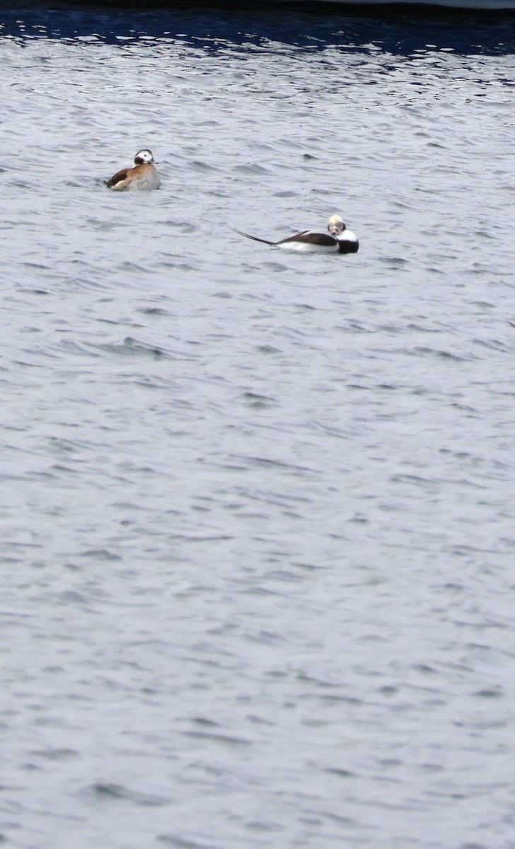 Long-tailed Duck - ML645684692