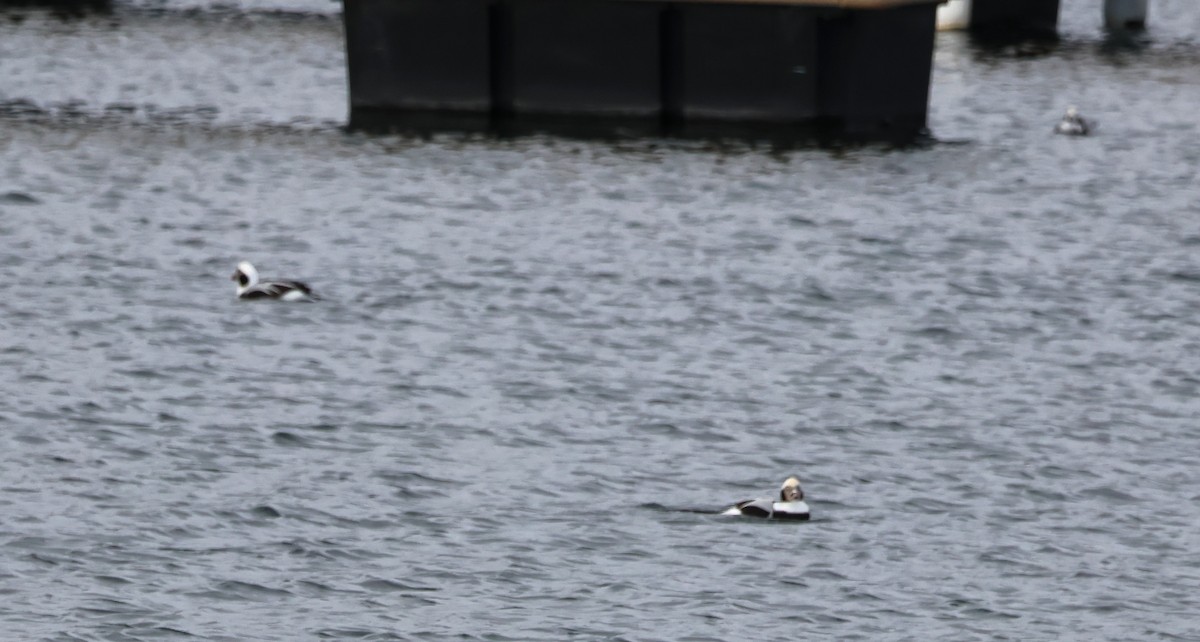 Long-tailed Duck - ML645684693