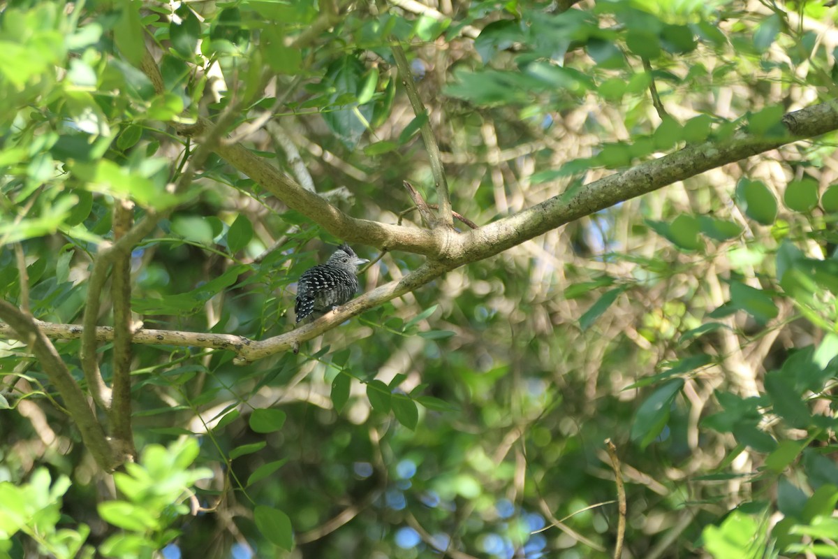 Batará Barrado - ML645684694