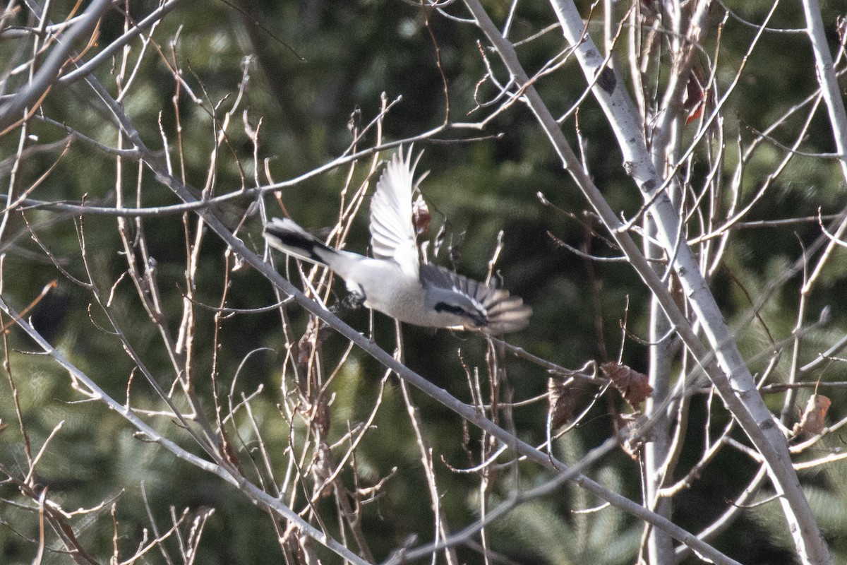 ťuhýk severní - ML645684699