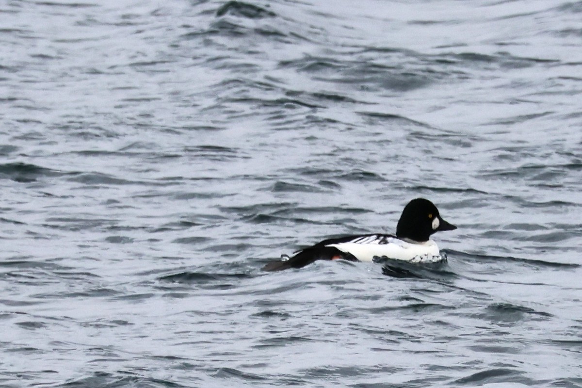 Common Goldeneye - ML645684701