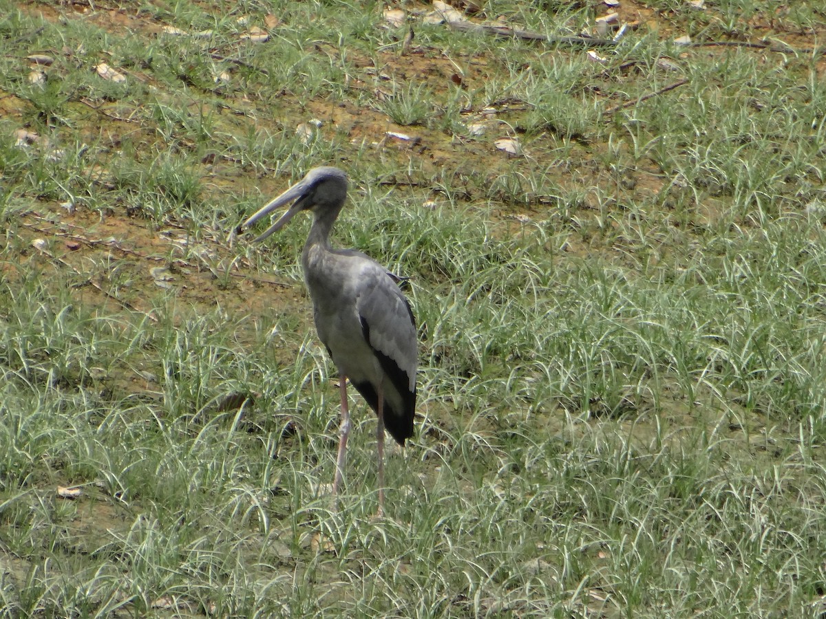 Asian Openbill - ML645684702