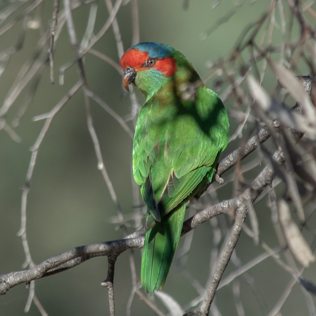 Musk Lorikeet - ML645684714