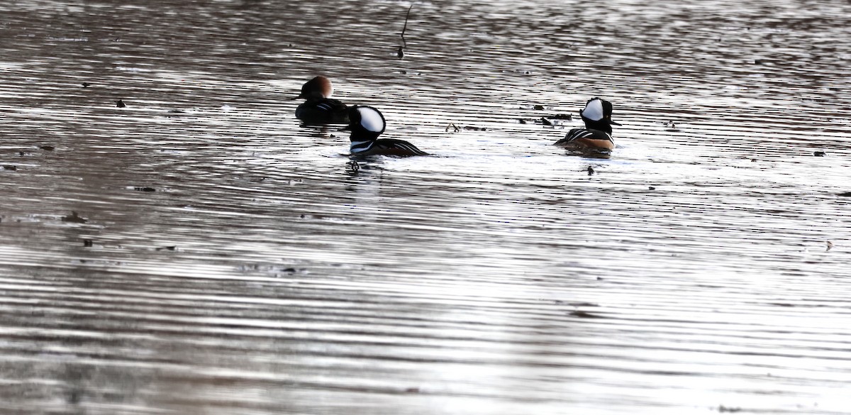 Hooded Merganser - ML645684716