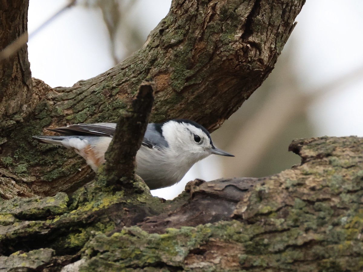 White-breasted Nuthatch - ML645684729