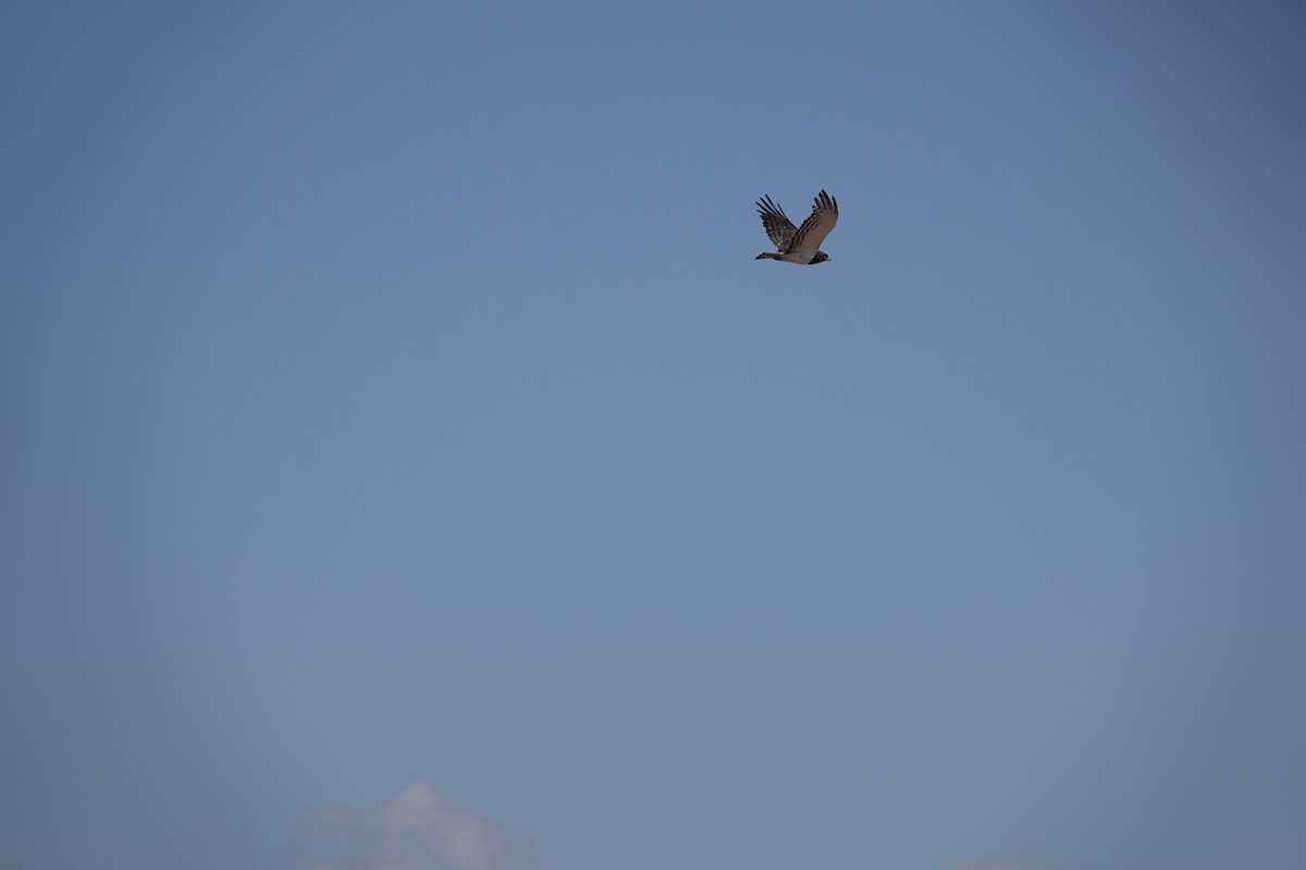 Black-chested Snake-Eagle - ML645684741