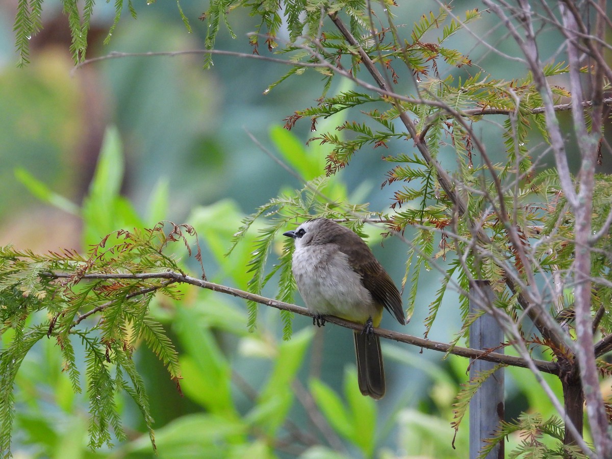Yellow-vented Bulbul - ML645684750