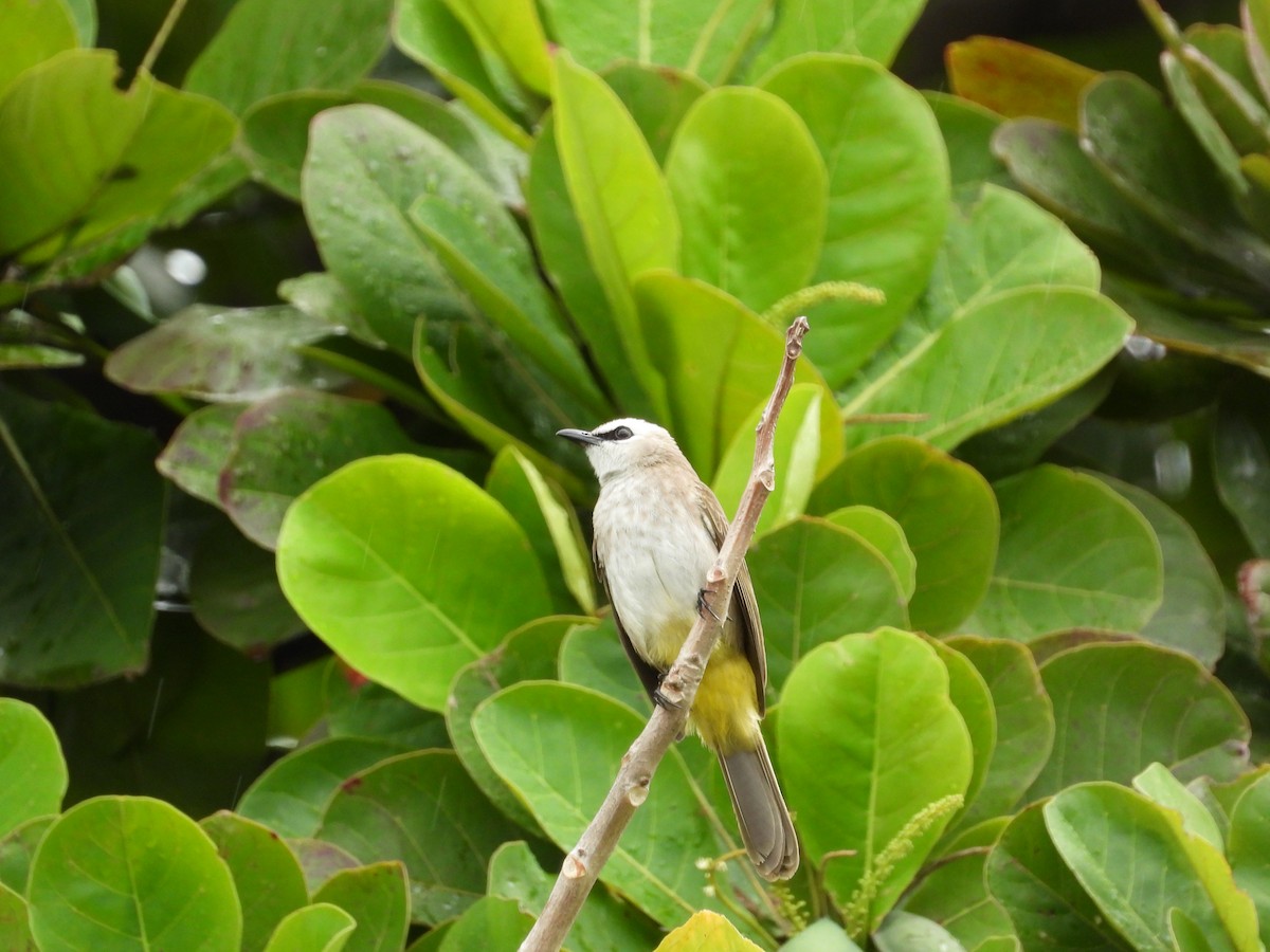 Yellow-vented Bulbul - ML645684751