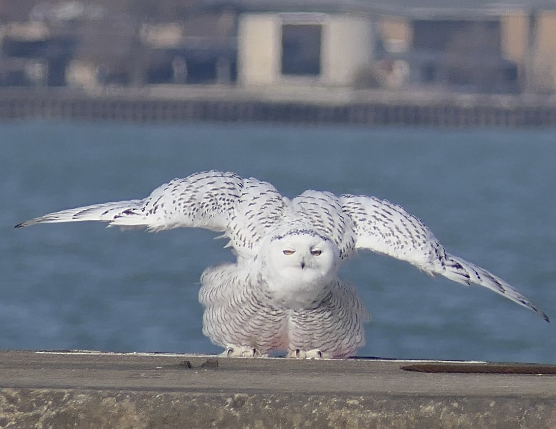 Snowy Owl - ML645684755