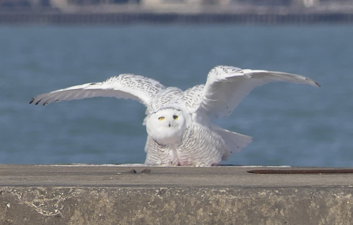 Snowy Owl - ML645684756