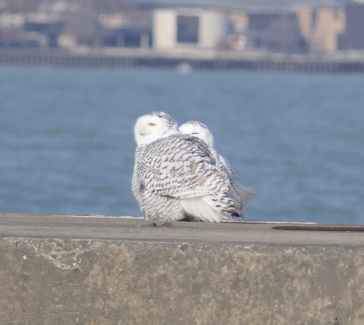 Snowy Owl - ML645684757