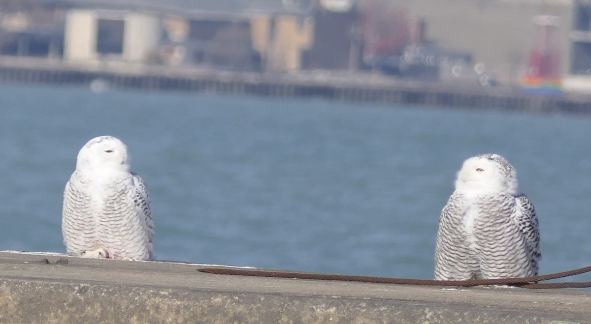 Snowy Owl - ML645684758