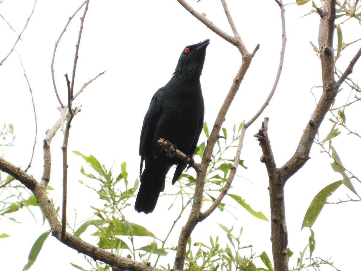 špaček rudooký - ML645684762